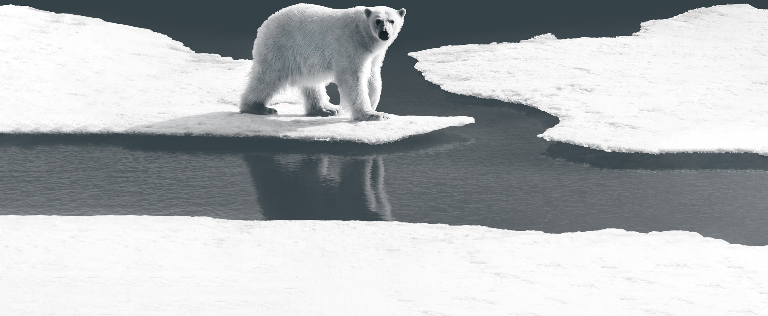 Instat – Institute of applied statistics: Polar Bear